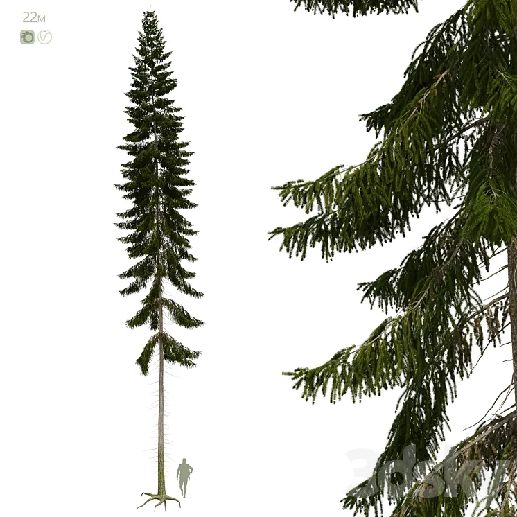 Spruce 22m 3DS Max Model