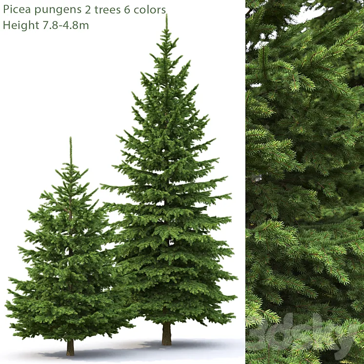 Spruce 3DS Max