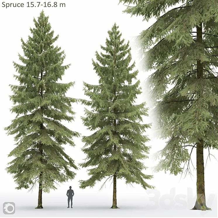 Spruce 3DS Max Model