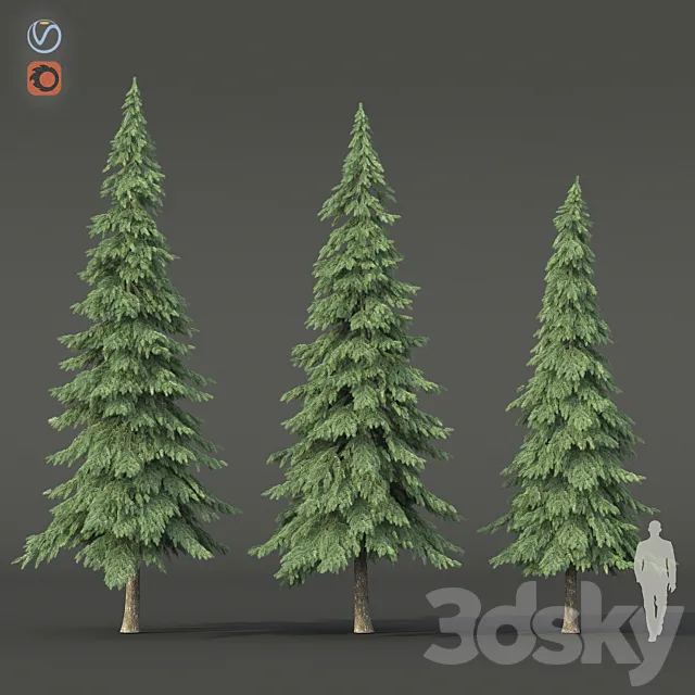 Spruce 3ds Max