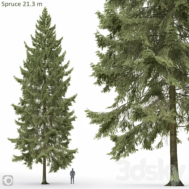 Spruce 3ds Max