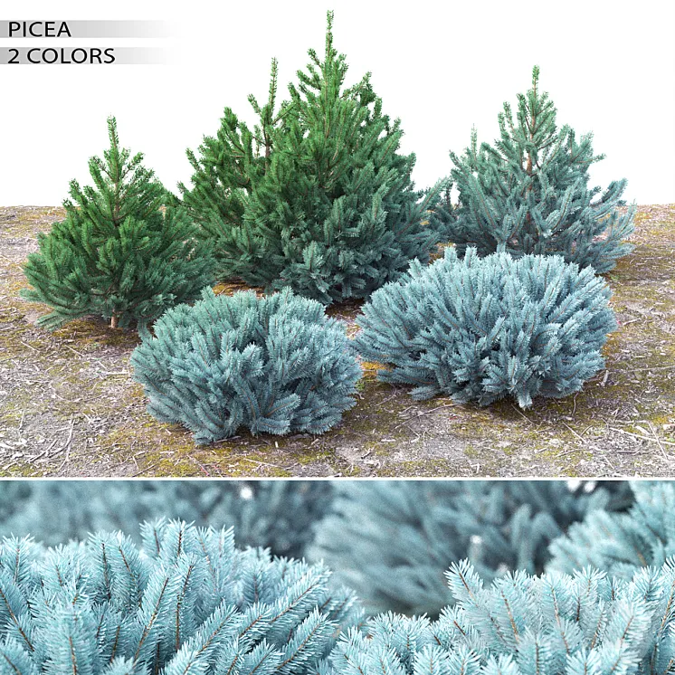 Spruce 3DS Max