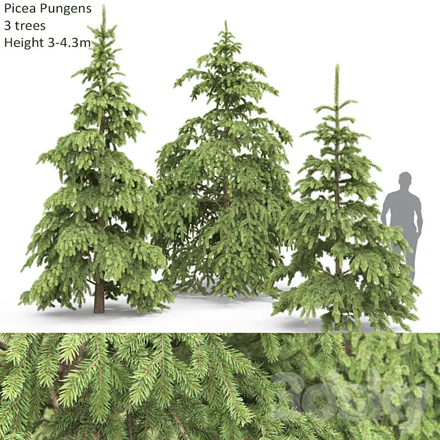 Spruce 3DS Max Model