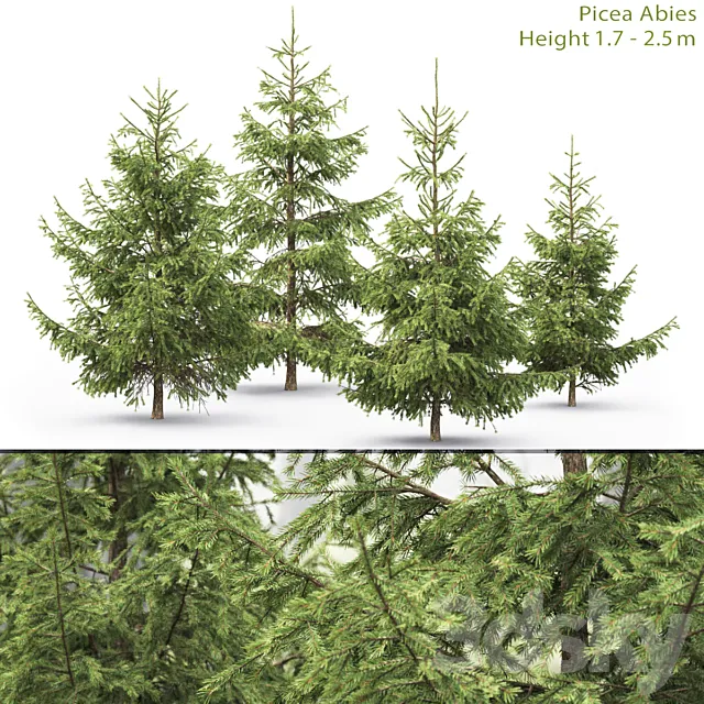 Spruce 3DS Max Model