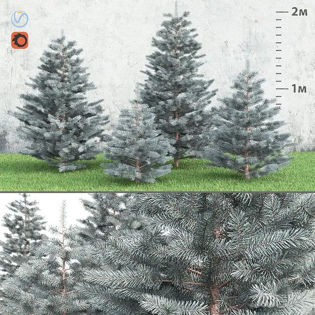 Spruce 3dsMax Model