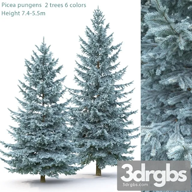 Spruce_1_3