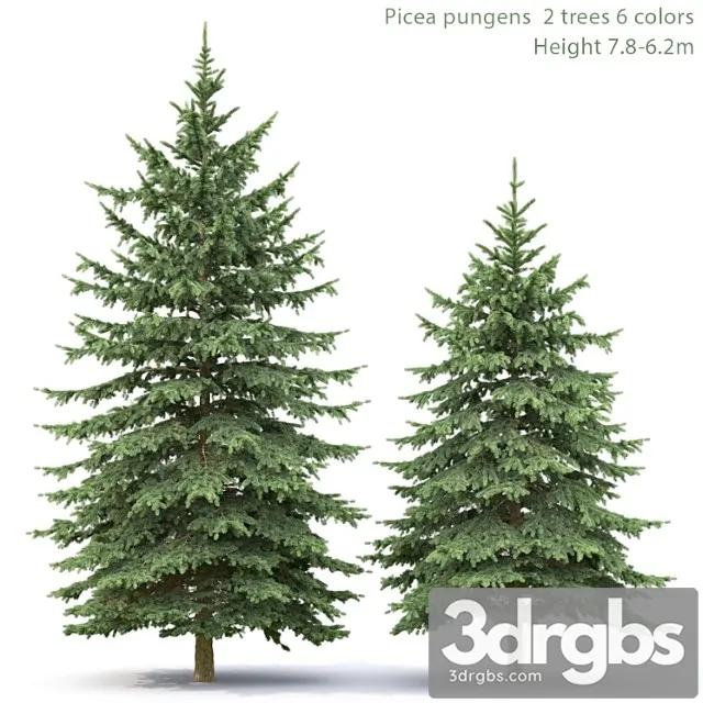 Spruce_3_3