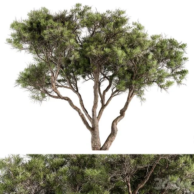 Stone Pine Tree Set 190 3dsMax Model