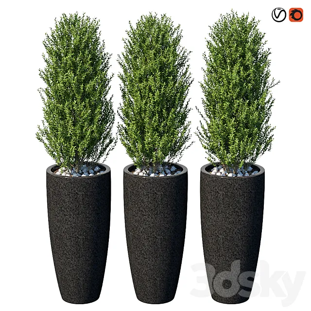 Street bushes in pots VI 3DS Max Model