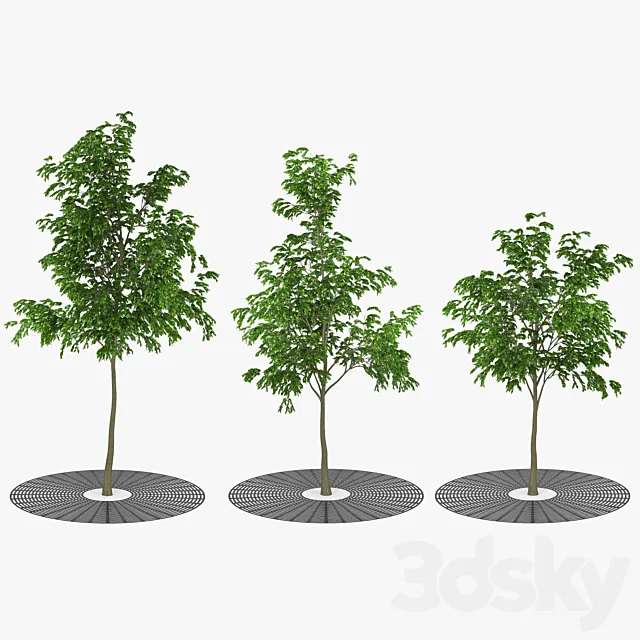 Street tree 3ds Max