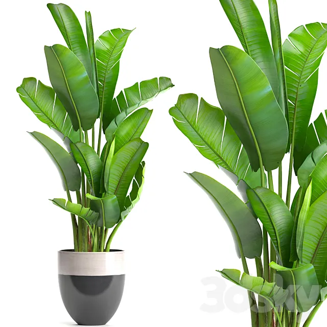 strelitzia. banana palm. bush. ravenala. pot. flowerpot. indoor banana. strelitzia 3DSMax File