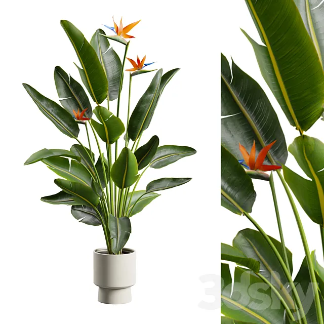 Strelitzia Nicolai – Bird of Paradise Plant 3ds Max