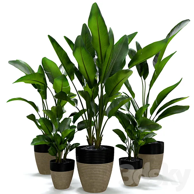 Strelitzia Nicolai Plant Set 3ds Max