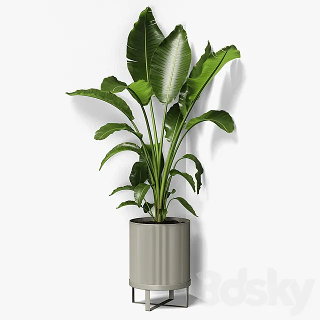 strelitzia plant 3DSMax File