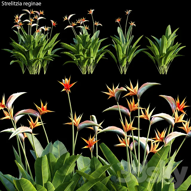 Strelitzia reginae 01 3DSMax File