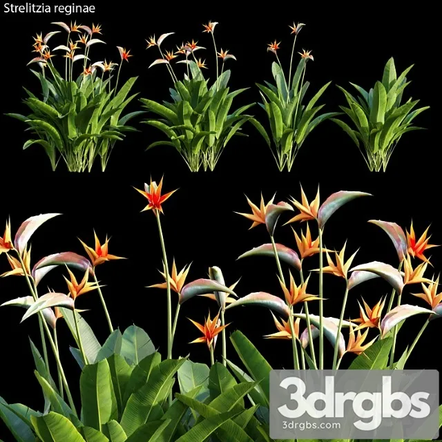 Strelitzia reginae 01