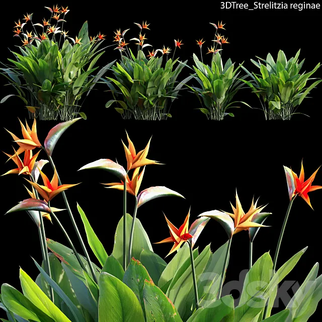 Strelitzia reginae 02 3ds Max