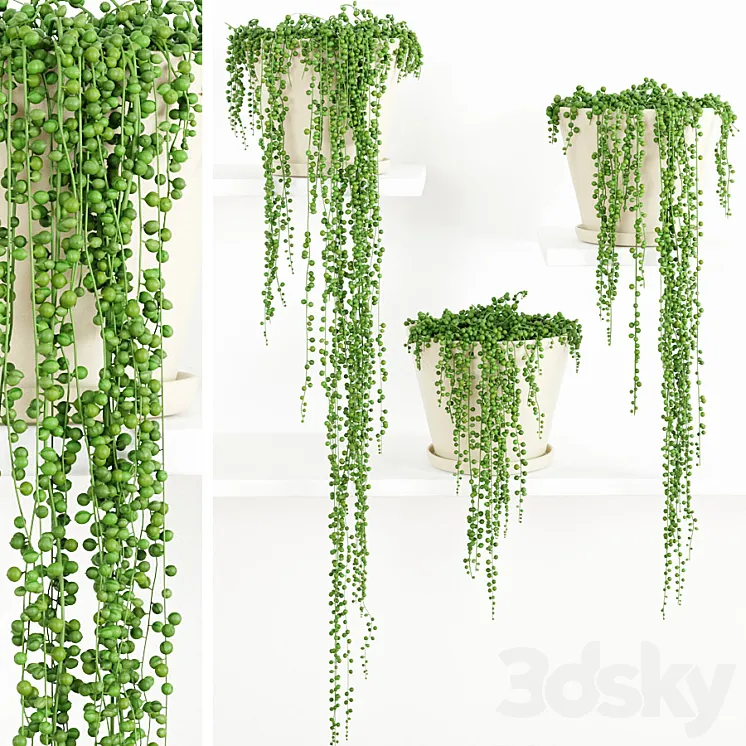 String Of Pearls Plant 2 3DS Max