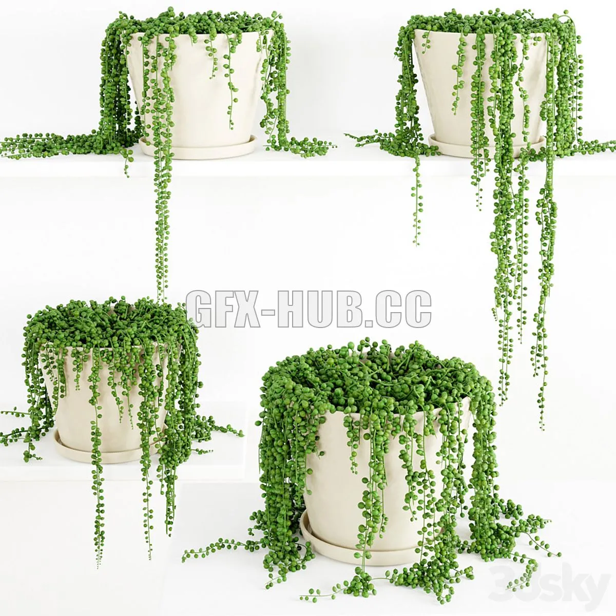 String Of Pearls Plant 3 3dsMax Model