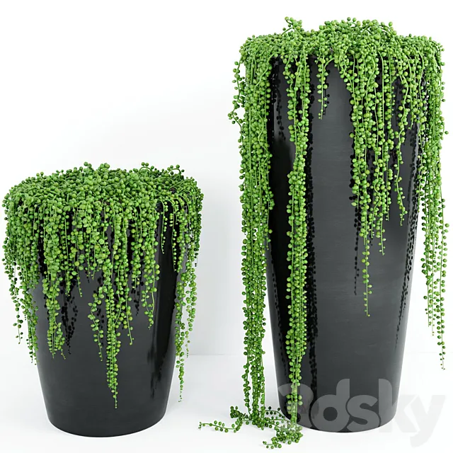 String Of Pearls Plant 4 3DS Max Model