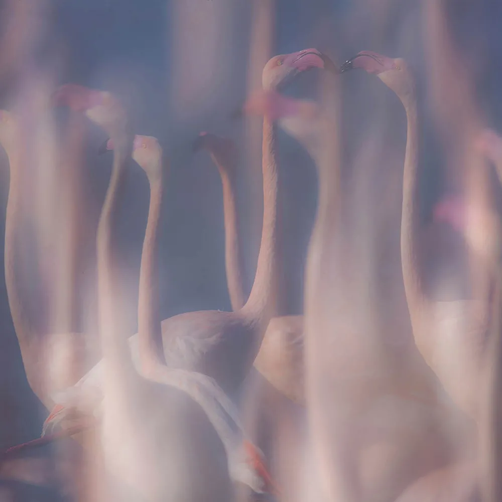 Styl’editions – Wallpaper Evanescenze in Rosa 3ds Max