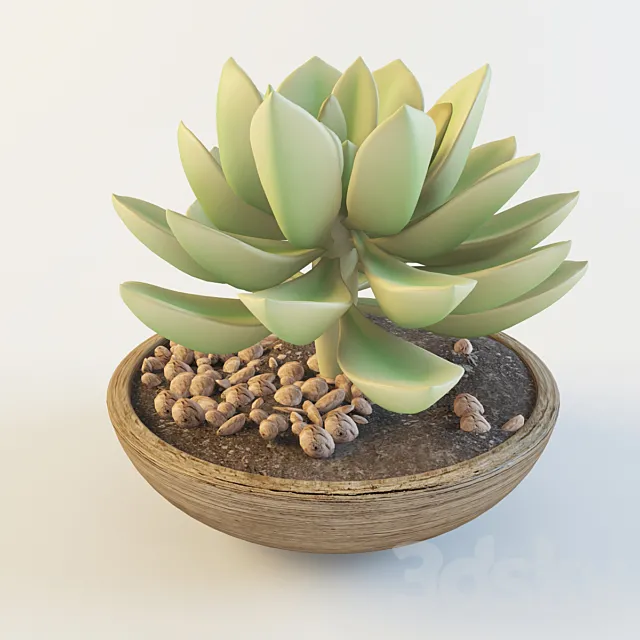 Succulent 3ds Max