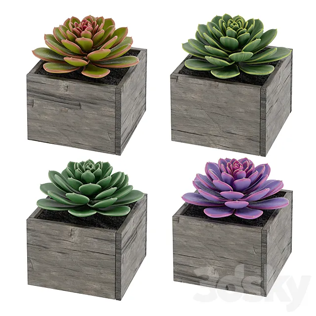 Succulents 3ds Max