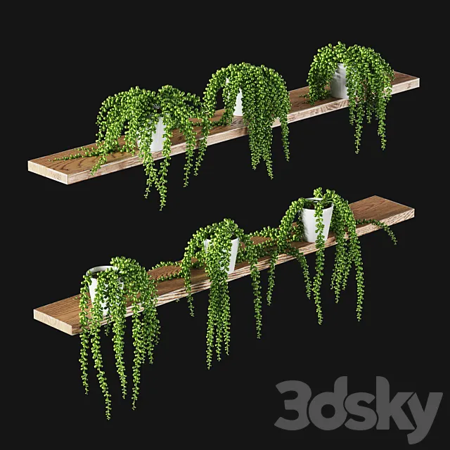 Succulents. Set of 6 models 3DSMax File