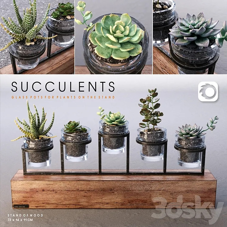 Succulents_set 3DS Max