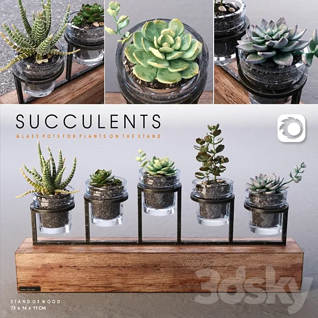 Succulents_set 3DSMax File