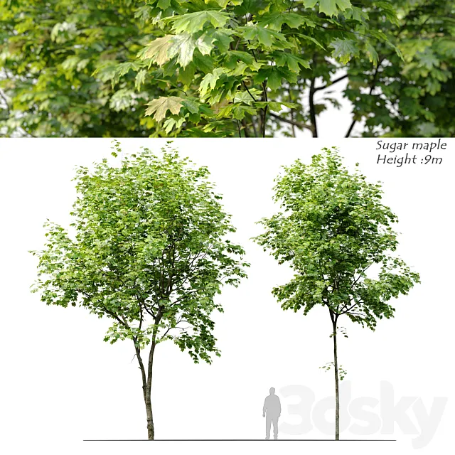 Sugar maple 3DS Max Model