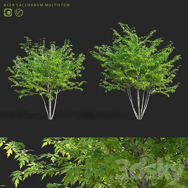 Sugar maple multi-stem | Acer saccharum 3dsMax Model