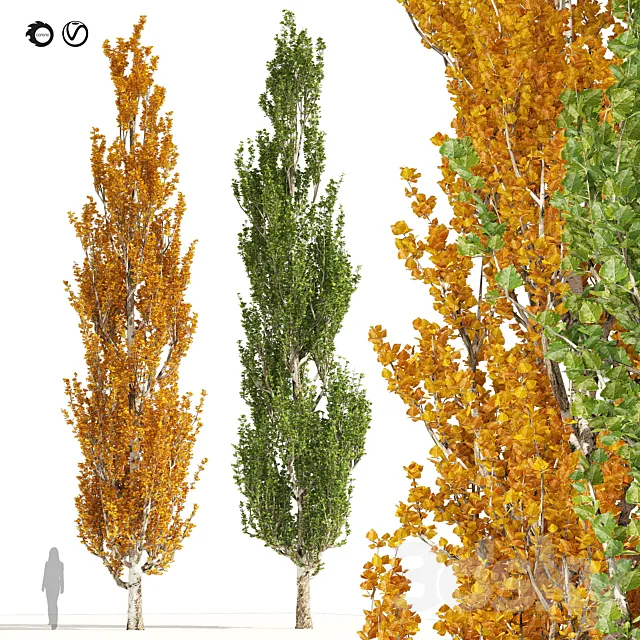 Summer and Autumn Lombardy poplar trees 3ds Max