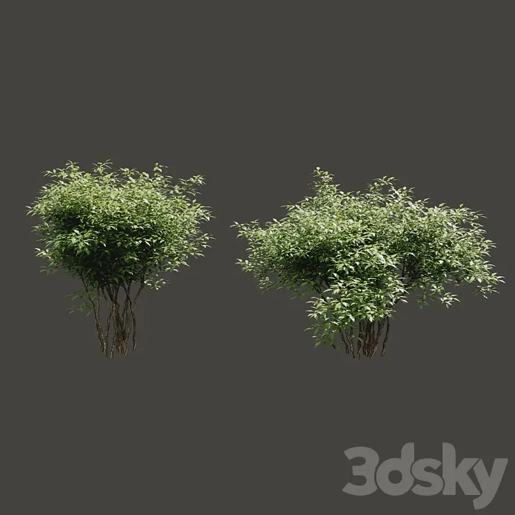 Summer bushes # 2 3DS Max
