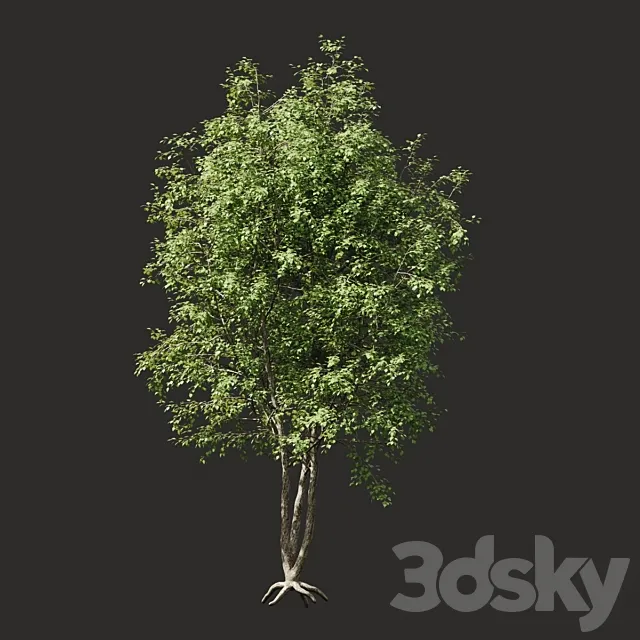 Summer tree # 03 3ds Max