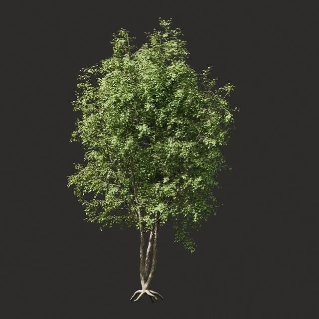 Summer tree # 03 3dsMax Model