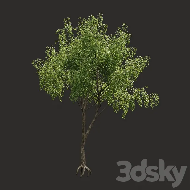 Summer tree # 04 3DS Max Model