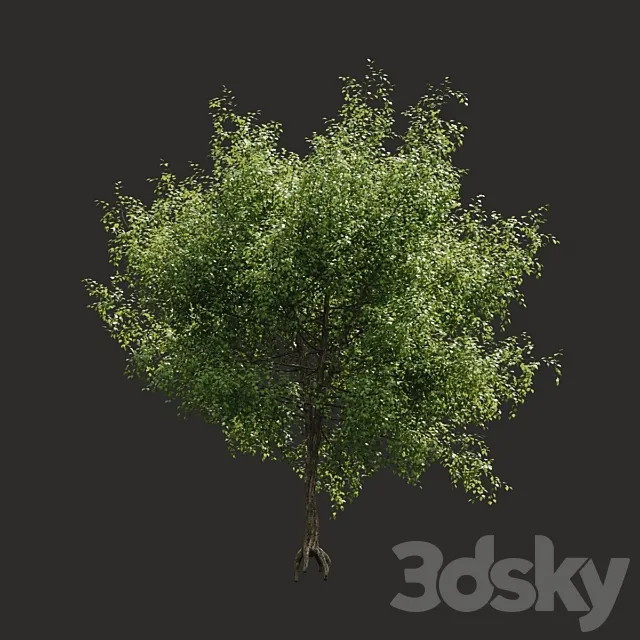 Summer tree # 05 3DS Max Model