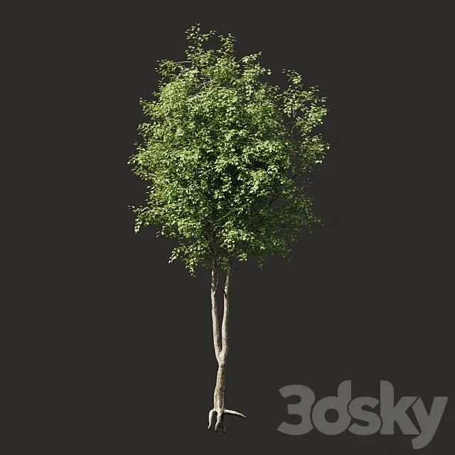 Summer tree # 2 3DSMax File