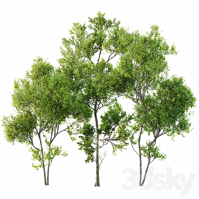 summer trees 3ds Max