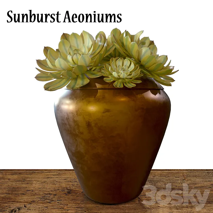 Sunburst Aeoniums 3DS Max