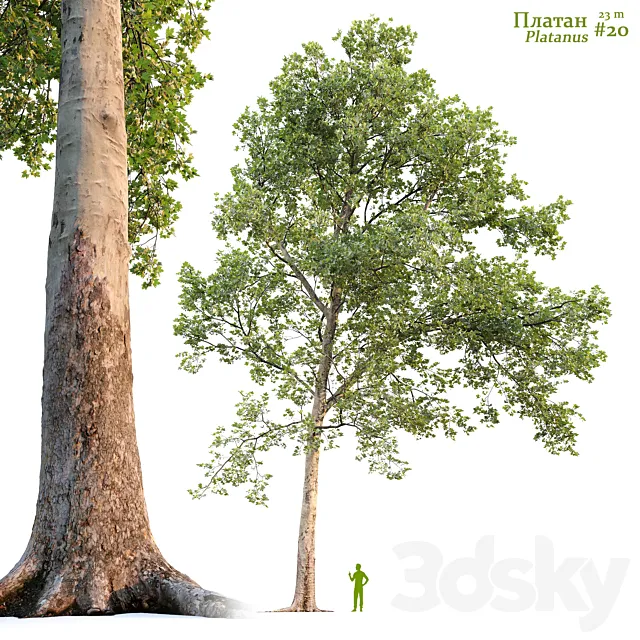 Sycamore _ Platanus #20 3DS Max Model