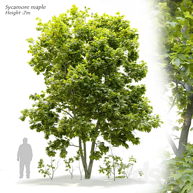 Sycamore maple 3 3DS Max Model