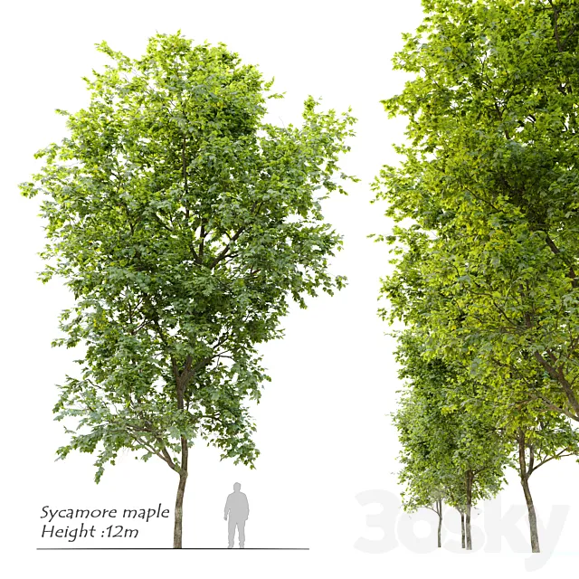 Sycamore maple 3ds Max