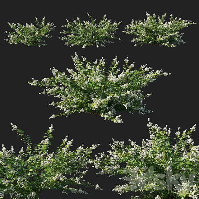 Symphoricarpos_berry_bush white 3DS Max Model