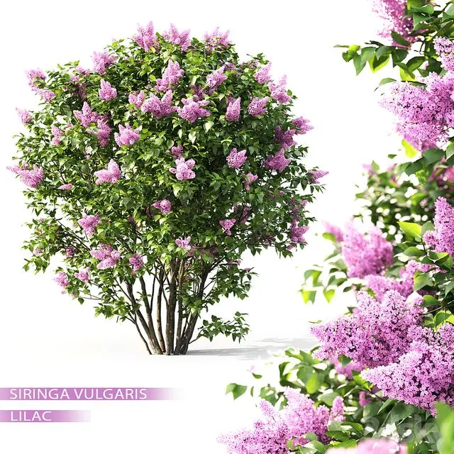 Syringa lilac 3dsMax Model