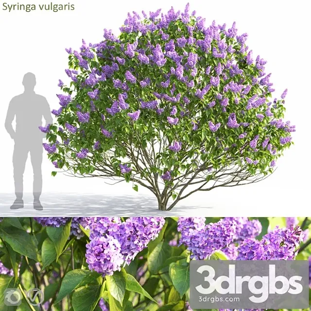 Syringa vulgaris