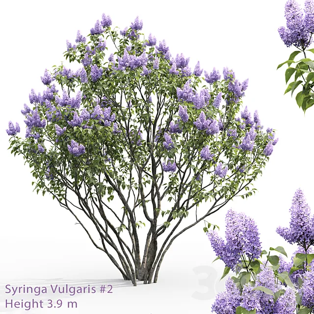 Syringa vulgaris # 2 3ds Max