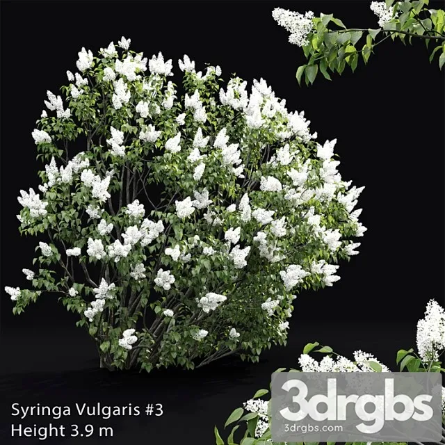Syringa vulgaris _1