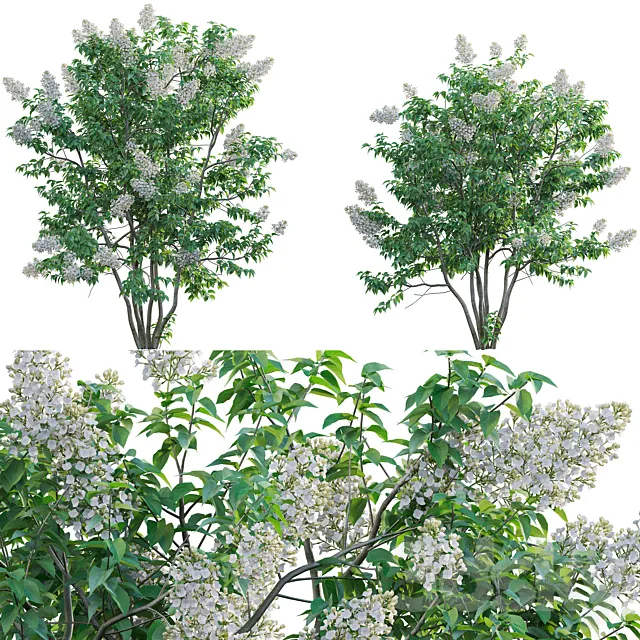 Syringa vulgaris – Common Lilac 03 3dsMax Model